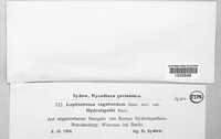 Lophiostoma vagabundum image